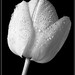 Tulipa pulchella II