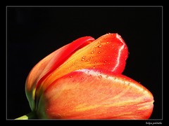 Tulipa pulchella