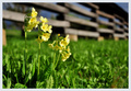 Prvosienka jarná (Primula veris)