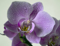 Voda a Orchidea