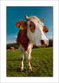 MOO-cow