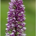 orchidea po slovensky :)