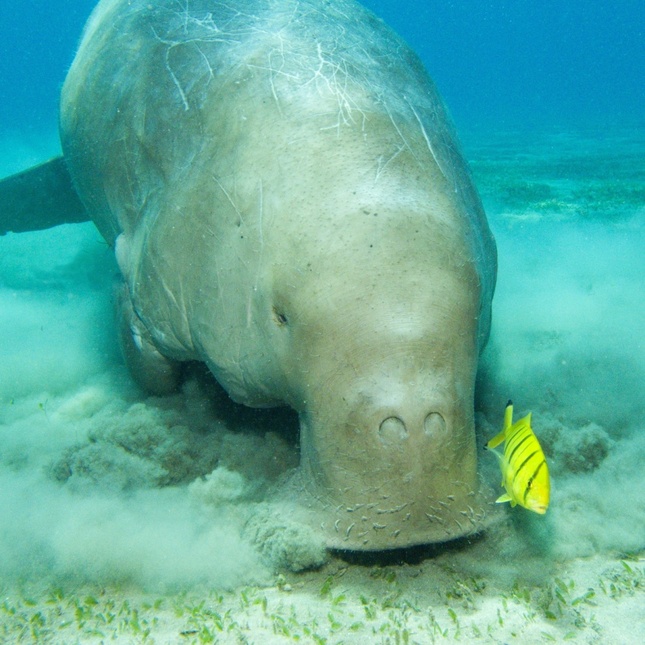 dugong a jeho verný kamoš