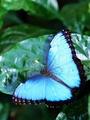 schmetterling