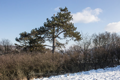 Za stromami a kopcami ... (4)