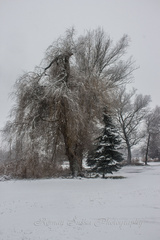 Zasnežené krásy prírody