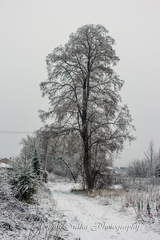 Zasnežené krásy prírody (6)