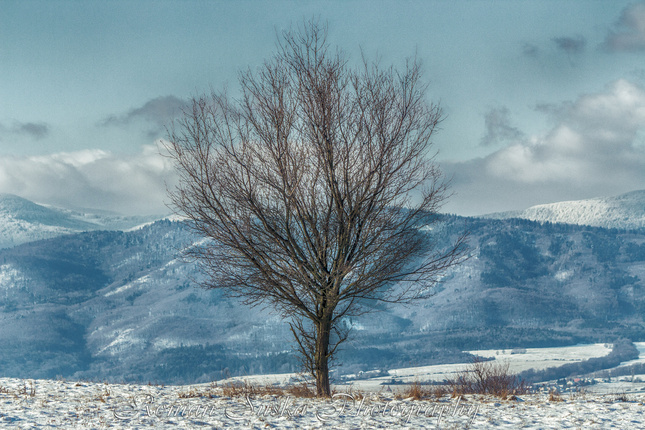 Za stromami a kopcami ... (2)