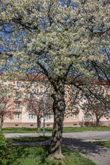 Jar v meste (2)