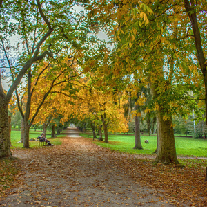 Jesennou cestou cez park