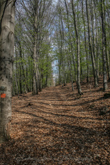 Jarná prechádzka lesom