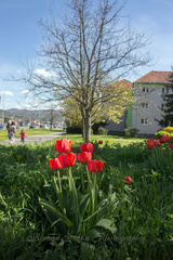 Jarná prechádzka mestom