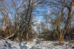 Zima pri Lutilskom Potoku (5)