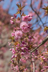 kvety z jednej ulice ...