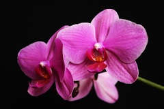 Orchidea