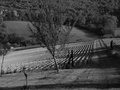 Uhorková plantáž BW
