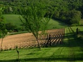 Uhorková plantáž