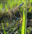 spolu