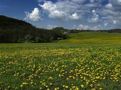lúka