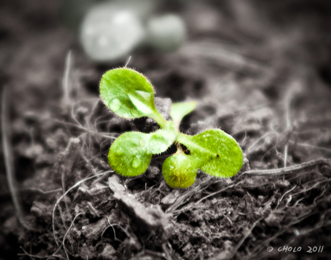 new life