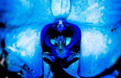 Orchidea