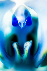 Orchidea