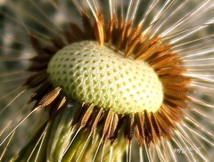 pupava