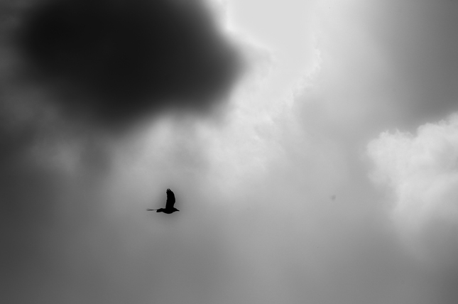 Vták a mraky