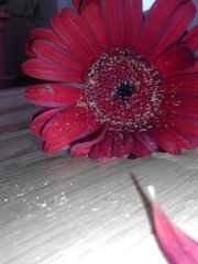 Kvet