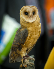 Bubo