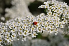 Lienka