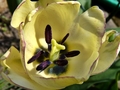 tulipán