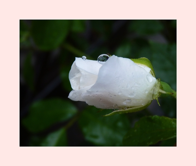 rose