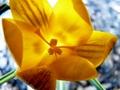 žltá jar