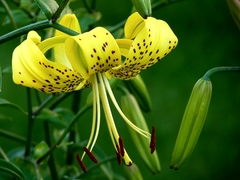 ľalia
