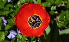 tulipán