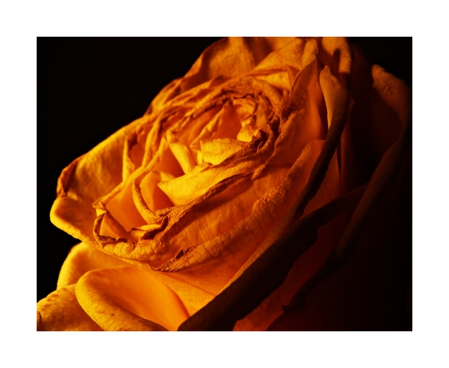 yellow rose