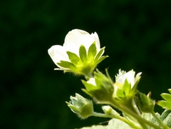 kvet jahody