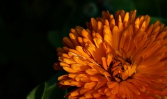 flower III.