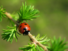 Lienka