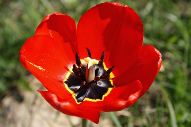 tulip