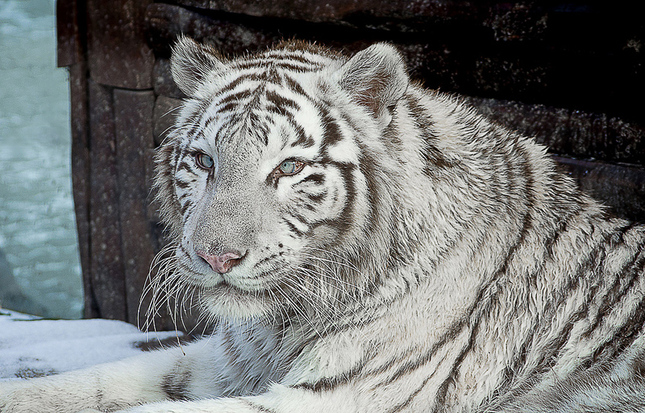 Biely Tiger