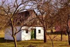 vinohrad