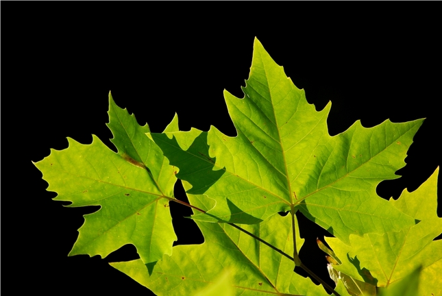 Leafs