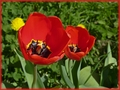tulipány