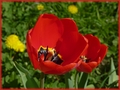 tulipány