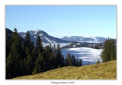 Puchbergerské pohladenie