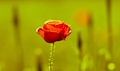 Uprostred...