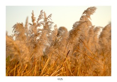 Jesenka šáchornatá..