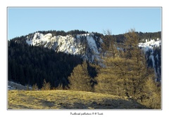 Puchberské pohladenie II